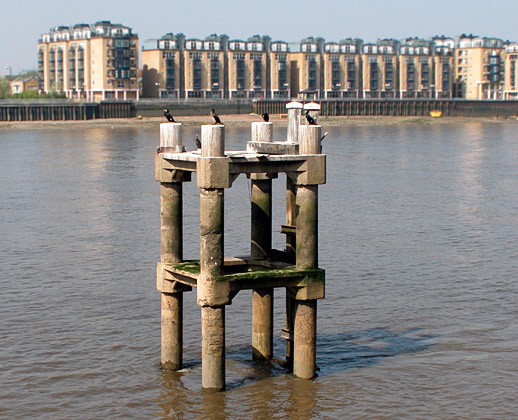 Sunbathing birds, Isle of Dogs, April 2003