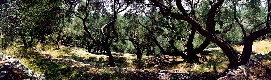Olive Groves, Paxos, 2001