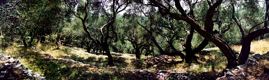 Olive Groves, Paxos, 2001